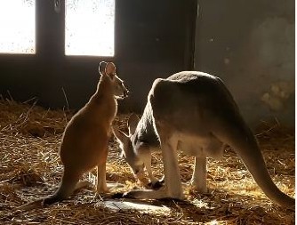 "BIO JE UZBUĐEN ZBOG BEBE, ZATO JE I BEŽAO, SADA JE BRIŽAN OTAC" Novi detalji o spektakularnom bekstvu KENGURA iz "Beo zoo-vrta"