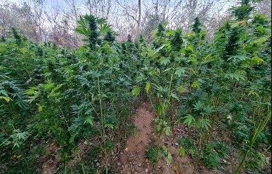 U BAŠTI KANABIS A U STANU ORUŽJE Podignuta optužnica protiv dede (73) zbog dva krivična dela