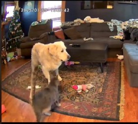 PAS SE PLAŠI DA BUDE SAM U KUĆI Kad vidite kako ga mačka teši, istopićete se od miline!