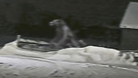 MEŠTANI U STRAHU OD "VUKODLAKA" "Bio je visok dva metra, sa zastrašujućim, humanoidnim urlikom" (VIDEO)