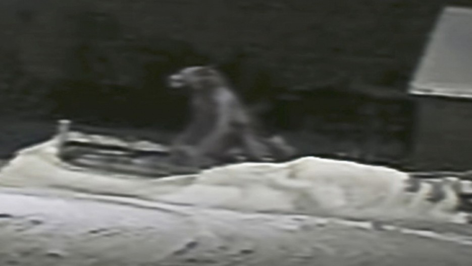 MEŠTANI U STRAHU OD "VUKODLAKA" "Bio je visok dva metra, sa zastrašujućim, humanoidnim urlikom" (VIDEO)