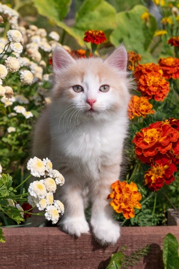 OVE LEPE BILJKE MOGU UBITI VAŠU MAČKU Broj 1 je čest gost u buketima