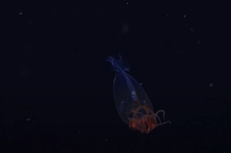 PRVI PUT SNIMLJENA! Ovo morsko stvorenje mnogi vole da jedu, mladunče se pojavilo pred kamerom (VIDEO)