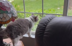 OVA MAČKA JE NOVA INTERNET ZVEZDA Misli da je pas, pogledajte kako se ''svađa'' sa drugom mačkom, totalni hit! (VIDEO)