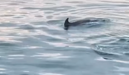TURISTI SNIMILI ŠOK PRIZORE U GRČKOJ Ove životinje se pojavile blizu obale (VIDEO)