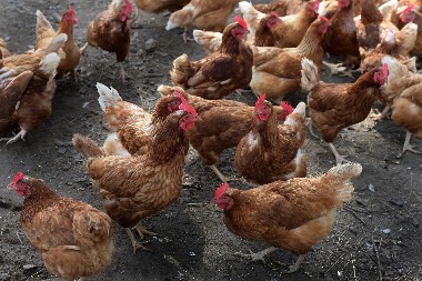 ČUO JE NEOBIČNO LUPANJE U KOKOŠINJCU Otvorio je vrata i zatekao prizor koji ledi krv u žilama! (VIDEO)