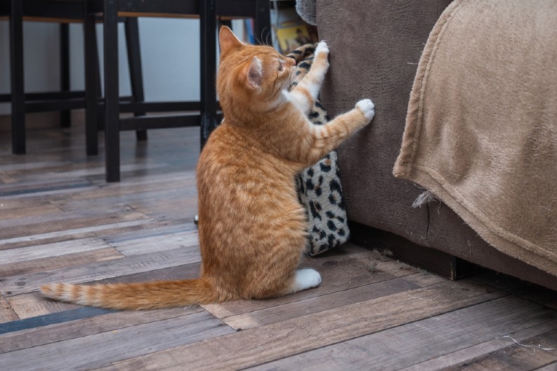 SPREČITE MAČKU DA GREBE NAMEŠTAJ Stručnjaci predlažu efikasnu metodu - evo šta treba da uradite