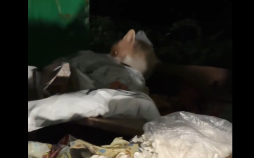 UŽIČANIN SE SREO SA DIVLJOM ZVERKOM Čuo krckanje, kada je pogledao u smeće - ŠOK! Gleda, ne pomera se! (VIDEO)