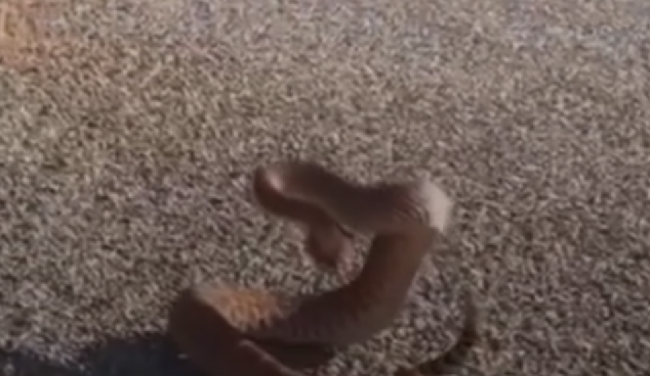 ''MOJA TAŠTA NA GODIŠNJEM ODMORU U CRNOJ GORI''! Američka zmija navodno uhvaćena na Skadarskom jezeru, komentari na mrežama pljušte! (VIDEO)