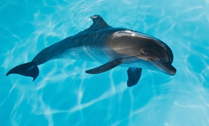 PRESLATKO! Prizor neobičnog prijateljstva raznežio ljude na mrežama