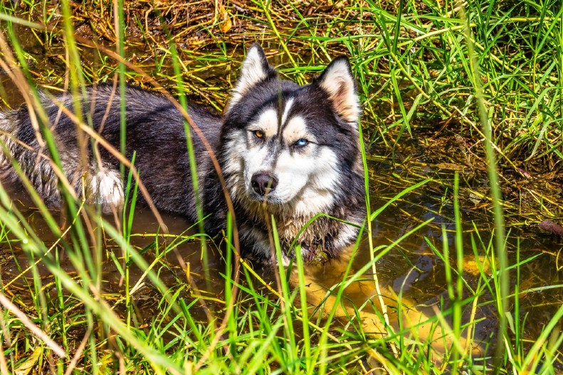 NIJE PROMAŠIO NIJEDNU BARU U ŠETNJI Ljudi na mrežama plaču od smeha