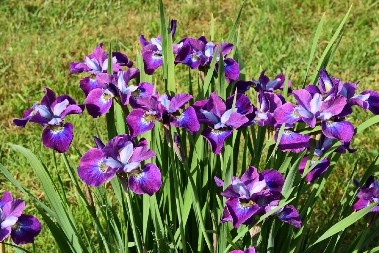 PRELEPO CVEĆE KOJE JE SVE POPULARNIJE Evo kako da gajite perunike u bašti ili na terasi