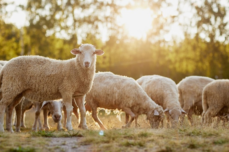 OVCE SE URADILE ZA SVE PARE Pojele preko 100 kila kanabisa! "Ne znam da li da se smejem ili da plačem"