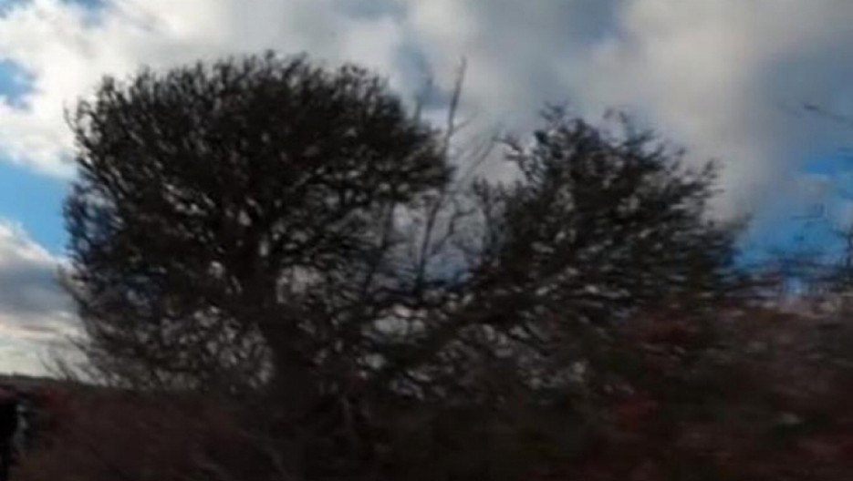 OVO DRVO U SRBIJI SMATRAJU UKLETIM! Kažu da svako ko mu je prišao, nije ostao živ! Svi ga se plaše, ne smeju ni da prođu pored prokletinje