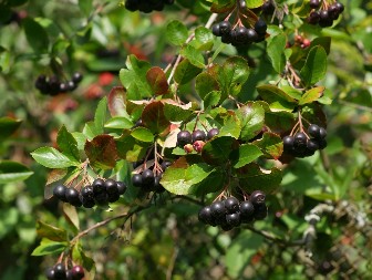 Marina posadila biljku, za godinu niklo 2 tone: Kilogram košta kao suvo zlato