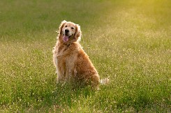 UZAJAMNO OBOŽAVANJE Pogledajte kako se zlatni retriver igra sa kravama