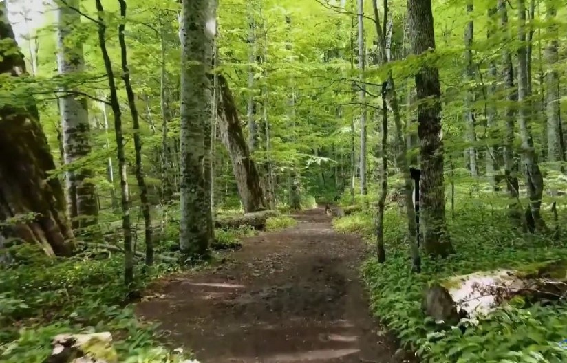 ŠETAČI U ŠUMI PRONAŠLI DVE DEVOJČICE KAKO KRVARE: Jedna preminula, policija sumnja na JEZIVU stvar