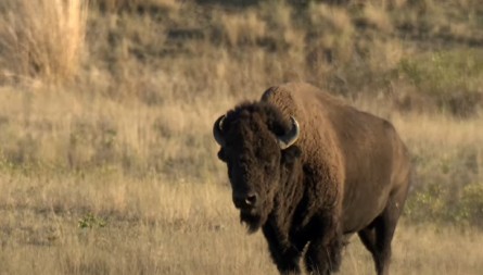 BIZON OD 1000 KILOGRAMA SE ZALETEO NA ČOVEKA Okršaj je bio užasan, jedva je spasao živu glavu