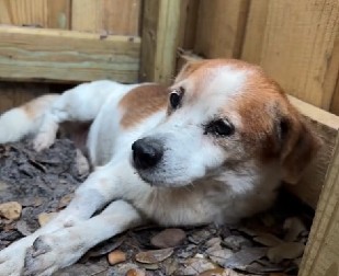 VOLONTER IZ VELIKOG GRADIŠTA IDE NA ROBIJU ZBOG UGINUĆA 120 PASA Nije brinuo o životinjama poverenim na čuvanje