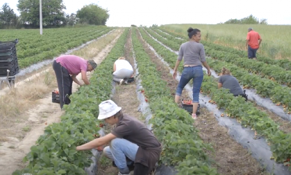 DNEVNICA 5.000 DINARA, A NIKO NEĆE DA RADI Gazde kukaju, a radnici se jedva nalaze
