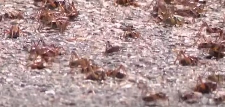 BIBLIJSKI PRIZORI KAO PRED APOKALIPSU Milioni insekata preplavili čitavu državu, jedu sve pred sobom ali i jedni druge! (VIDEO)