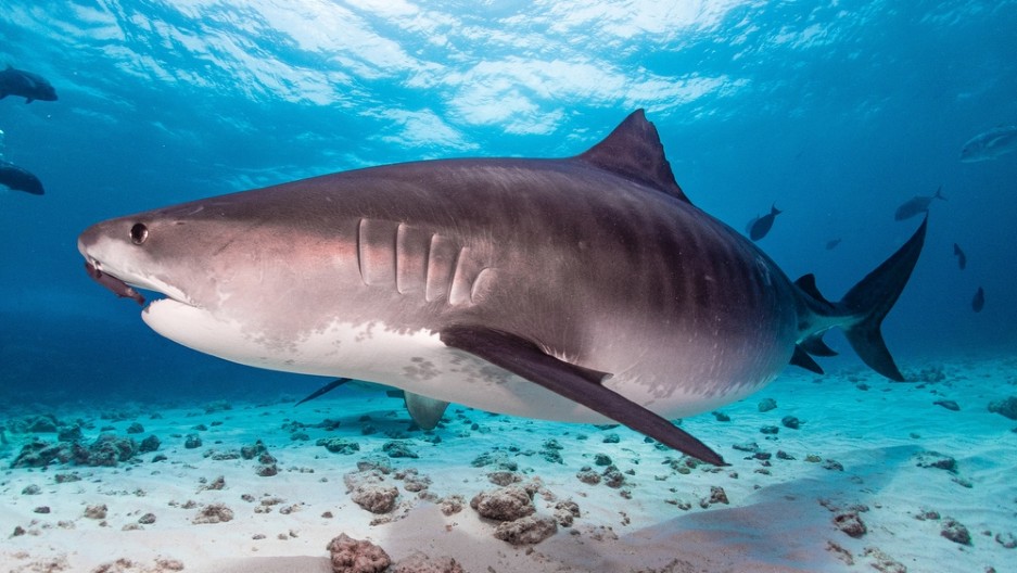 RONILAC SE NAŠAO OČI U OČI SA TIGRASTOM AJKULOM, A ONDA SE DESILO NEŠTO NEVEROVATNO Snimak koji je napravio obišao je planetu