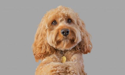 KAD SE VRATIO OD FRIZERA, VIŠE NIJE LIČIO NA SEBE Očajna vlasnica objavila kako je izgledao pre i posle šišanja - ovo je neverovatno