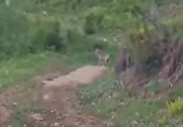 PRIJEPOLJE I OBLIŽNJA SELA U PANICI! Vuk šetao po imanjima pored kuća usred dana! (VIDEO)