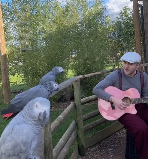 NEODOLJIVO Muzičar sa gitarom svira životinjama - pogledajte kako reaguju konji, krave, papagaji... - nežnost je uzajamna