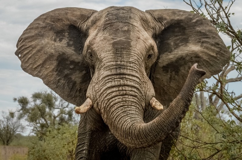 ŠPANSKU TURISTKINJU UBIO SLON NA TAJLANDU: Zabio kljove u nju pred očima drugih posetilaca parka!