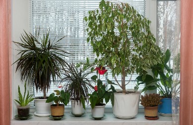 ZIMI MORATE IMATI U KUĆI OVE 3 SOBNE BILJKE Pročišćavaju vazduh, upijaju prašinu, čak i dim cigarete!