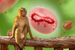 PANIKA, POTVRĐENA JE NOVA VARIJANTA MAJMUNSKIH BOGINJA Ova može biti smrtonosna!