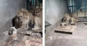 UZNEMIRUJUĆI SNIMAK! Čuvara zoološkog vrta RASTRGLI lavovi dok je snimao video da impresionira devojku (VIDEO)