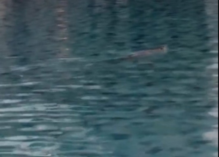 SNIMALA HOTELSKI BAZEN, KAD JE VIDELA ŠTA PLIVA KA NJOJ OSTALA U ŠOKU! "Pobegle smo u sobu i počele da se pakujemo" (VIDEO)