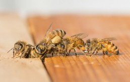 NESVAKIDAŠNJI INCIDENT Prevrnuo se kamion, pobeglo 14 miliona pčela (VIDEO)