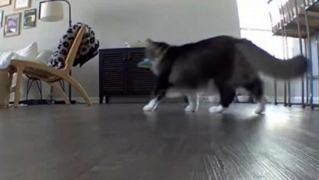 DEVOJKA OTKRILA PREVARU ZAHVALJUJUĆI SVOJOJ MAČKI Primetila je nešto čudno..