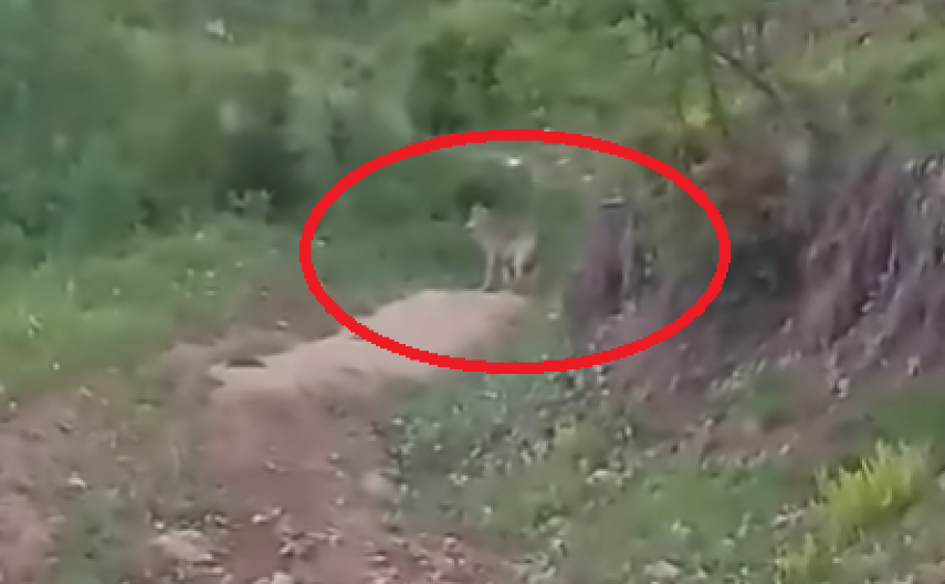 MEŠTANI SRPSKOG SELA U STRAHU, ZVER NIJE SKORO PRIŠLA TAKO BLIZU „Nisam mogao da verujem da mi je ispred kuće"