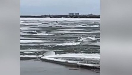 SPAŠENA KERUŠA KOJA IMA SEDAM ŠTENACA Životinja plutala na santi leda, a onda su dobri ljudi krenuli u akciju