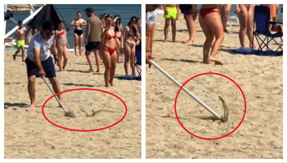 JEZIVA SCENA NA GRČKOJ PLAŽI Ljudi štapom love ogromnu zmiju, kupači gledaju u neverici (VIDEO)
