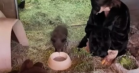 DRAMA U DIVLJINI MAMI SUZU IZ OKA Mladunče medveda ostalo bez majke, ono što mu spasava život će vas rasplakati! (VIDEO)