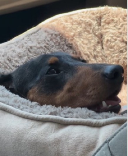 VLASNICI SU MISLILI DA JE NJIHOV PAS NA SAMRTI Veterinar ih zapanjio dijagnozom, svi plaču od sreće zajedno s njima!