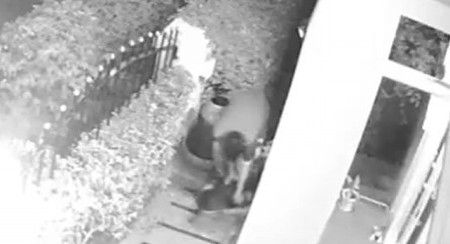 JEZIV NAPAD U SRED BELA DANA Piton ščepao mačku, počeo da joj lomi kosti – a onda je usledio filmski preokret! (VIDEO)