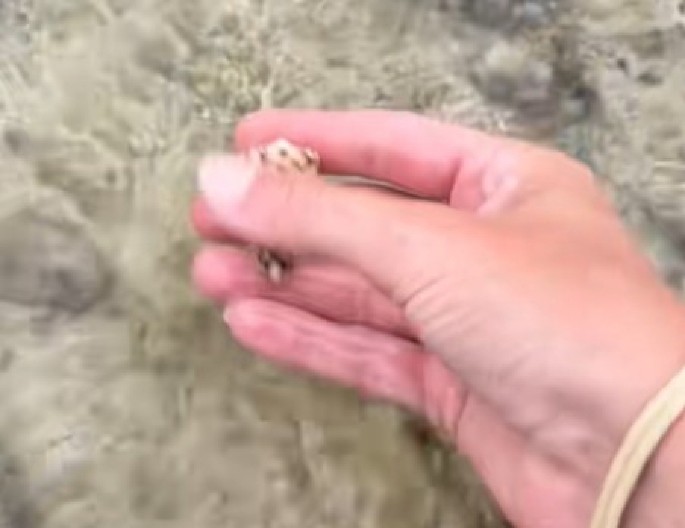 DRŽALA GA JE U RUKAMA I SMEŠKALA SE, A ON JE UBICA TikTokerka zamalo umrla zbog "lepe školjke" na plaži! (VIDEO)