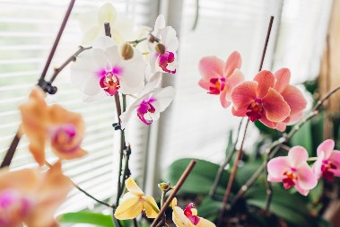 IAKO LETI TEŠKO BUJAJU, SA OVIM IPAK IMA DA NIKNU NAJLEPŠI CVETOVI Treba vam samo ovo i orhideje će vam biti nikad zdravije i lepše