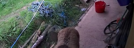 TOTALNI HAOS U PARKU DIVLJIH ŽIVOTINJA Zveri probile ogradu, upale u ostavu i pokrale sve zalihe – posetioci vrištali i bežali u sklonište! (VIDEO)