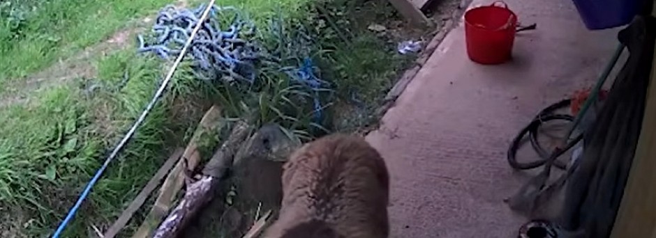 TOTALNI HAOS U PARKU DIVLJIH ŽIVOTINJA Zveri probile ogradu, upale u ostavu i pokrale sve zalihe – posetioci vrištali i bežali u sklonište! (VIDEO)