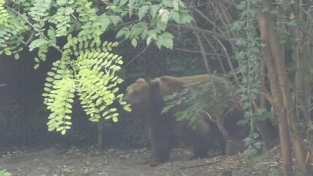 MEČKA SA TRI MEČETA VEĆ MESEC DANA KOD PERUĆCA Upućen hitan apel, ovo nikako ne radite