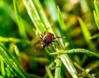 REAGUJTE HITNO Ovom namirnicom iz kuhinje uklonite krpelja za sekund