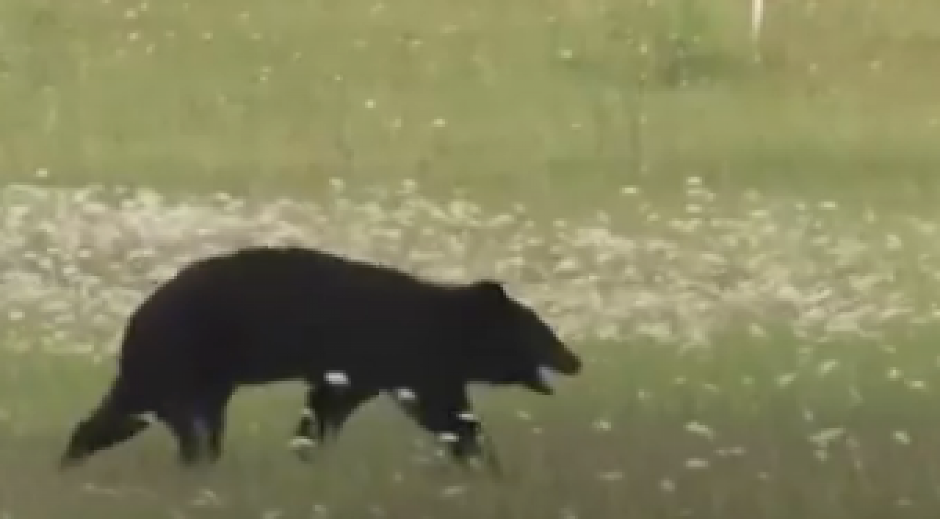 PANIKA NA AERODROMU U JAPANU Medved upao na pistu, usledio haos (VIDEO)
