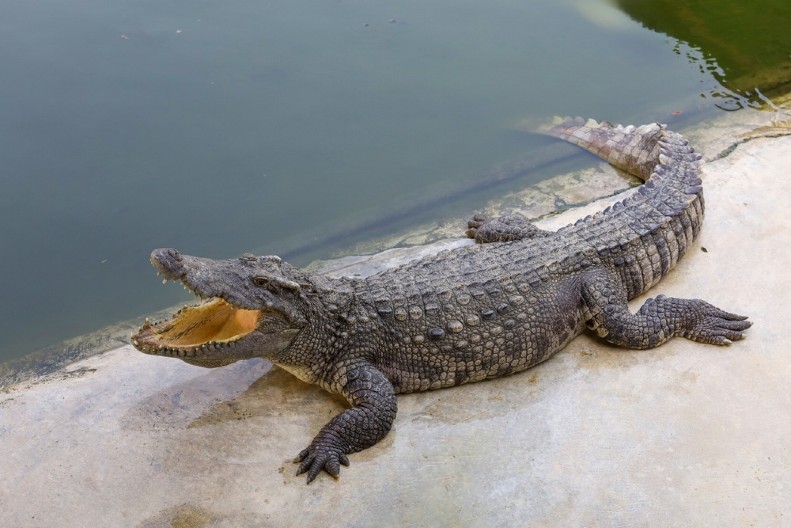 PRAVI HOROR U MEKSIKU Krokodili plivaju ulicama posle poplava (VIDEO)